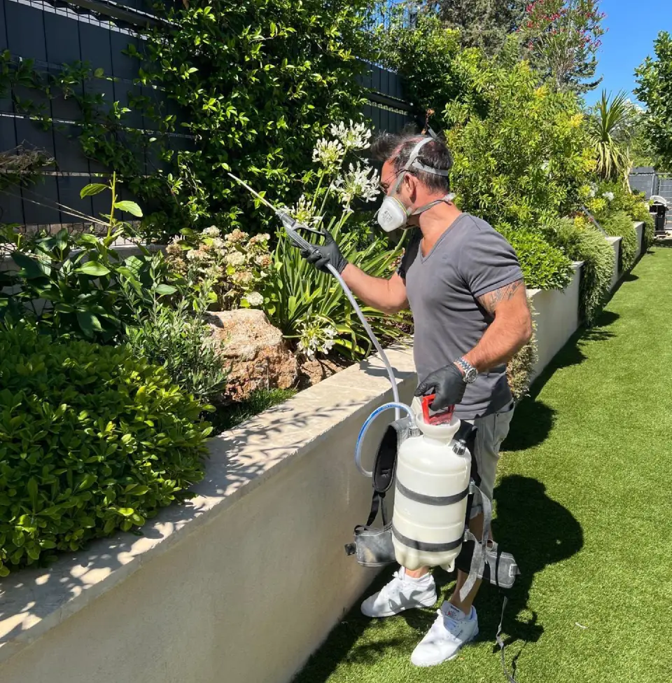 désinsectisation fourmis