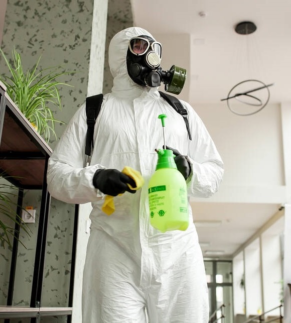 désinsectisation fourmis