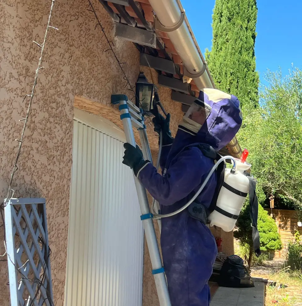 guêpes frelon traitement