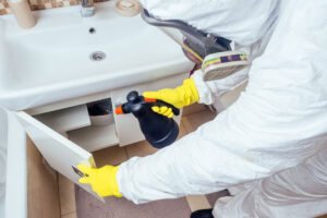 Extermination des cafards et fourmis