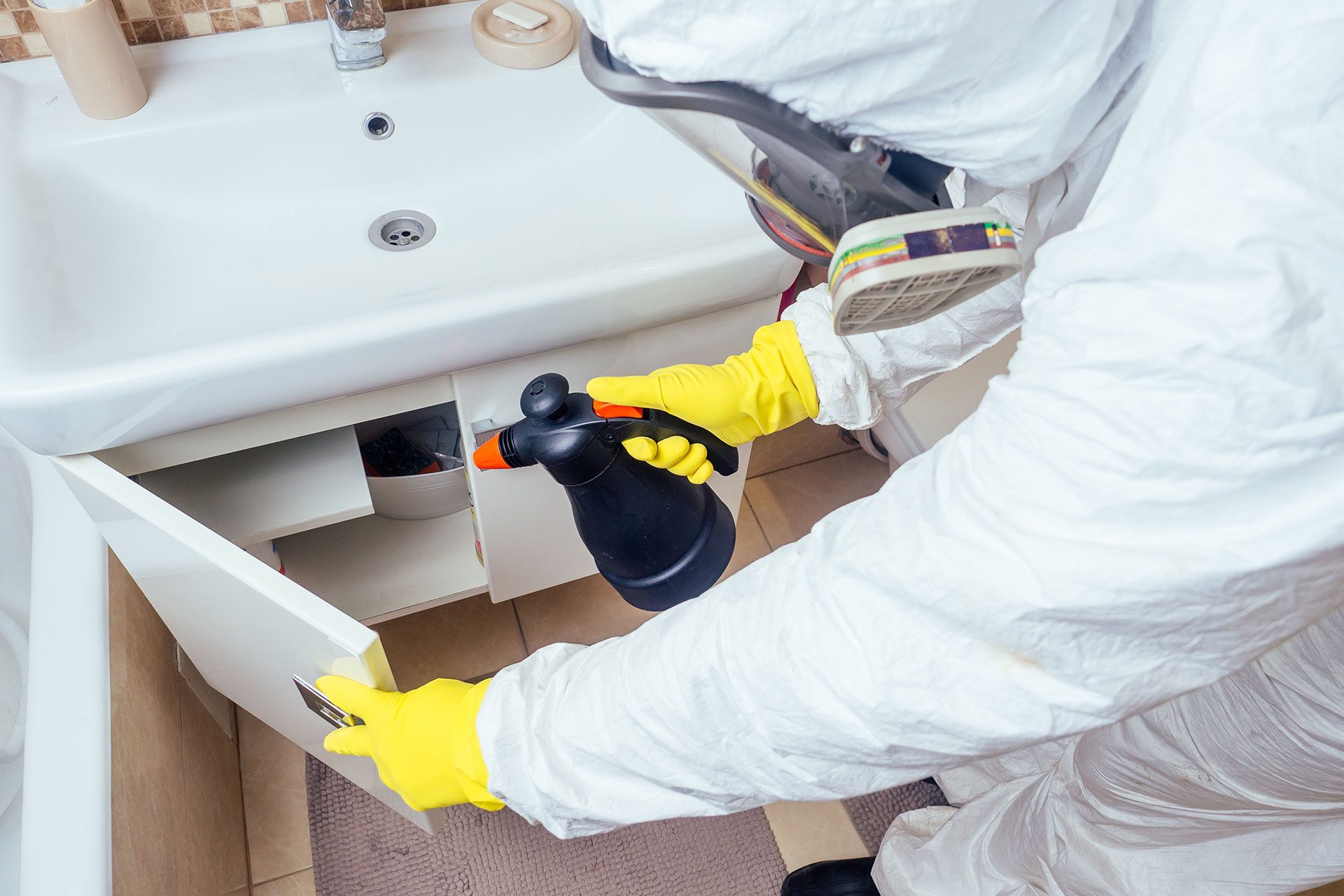 Extermination des cafards et fourmis